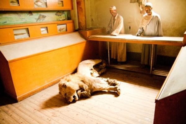 A taxidermied lion lies on its side, broken.
