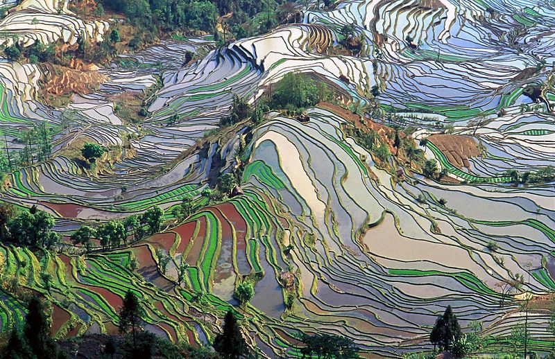 Honghe Hani Rice Terraces 