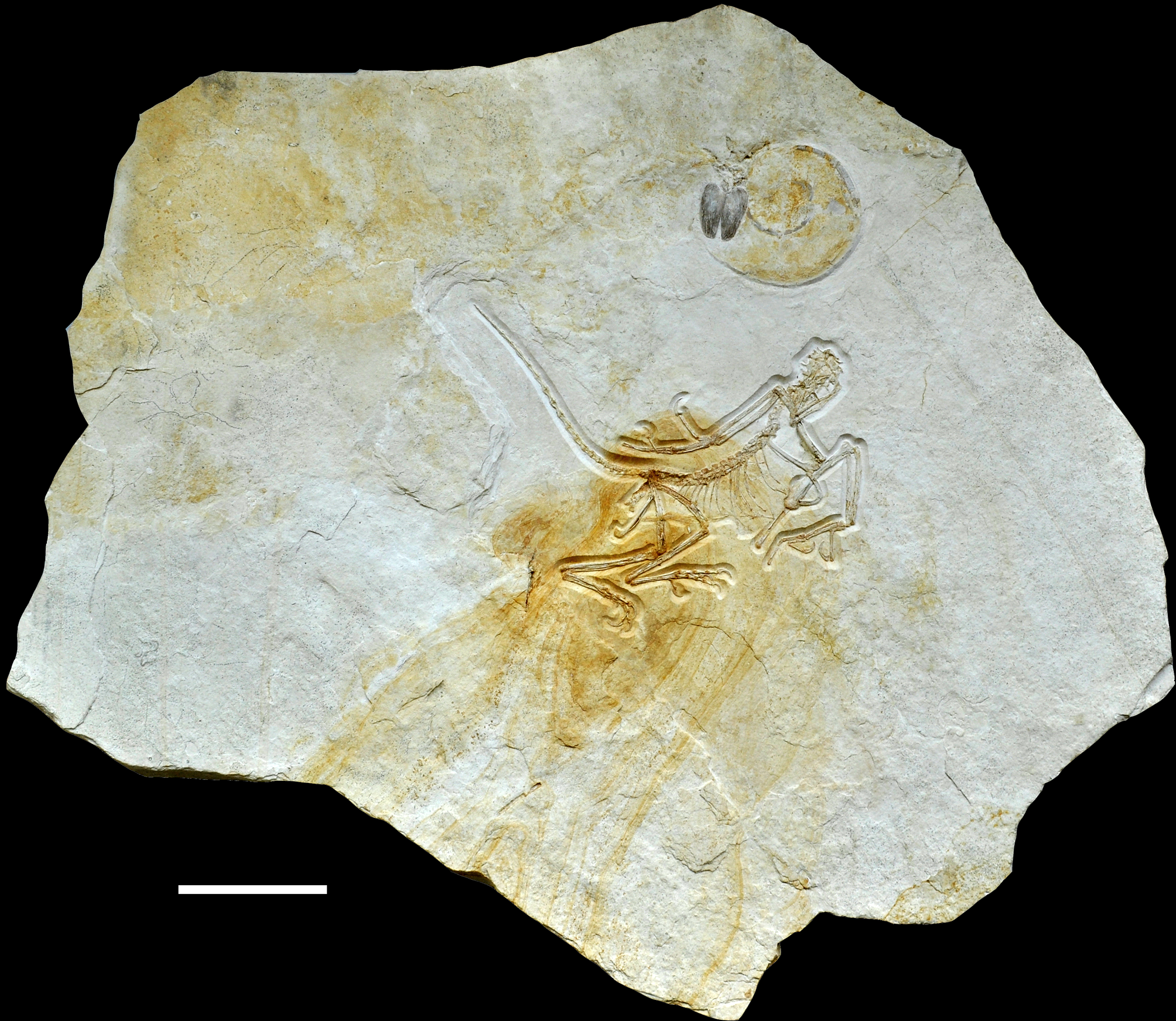 The most recently discovered <em>Archaeopteryx</em> fossil is also the oldest. 