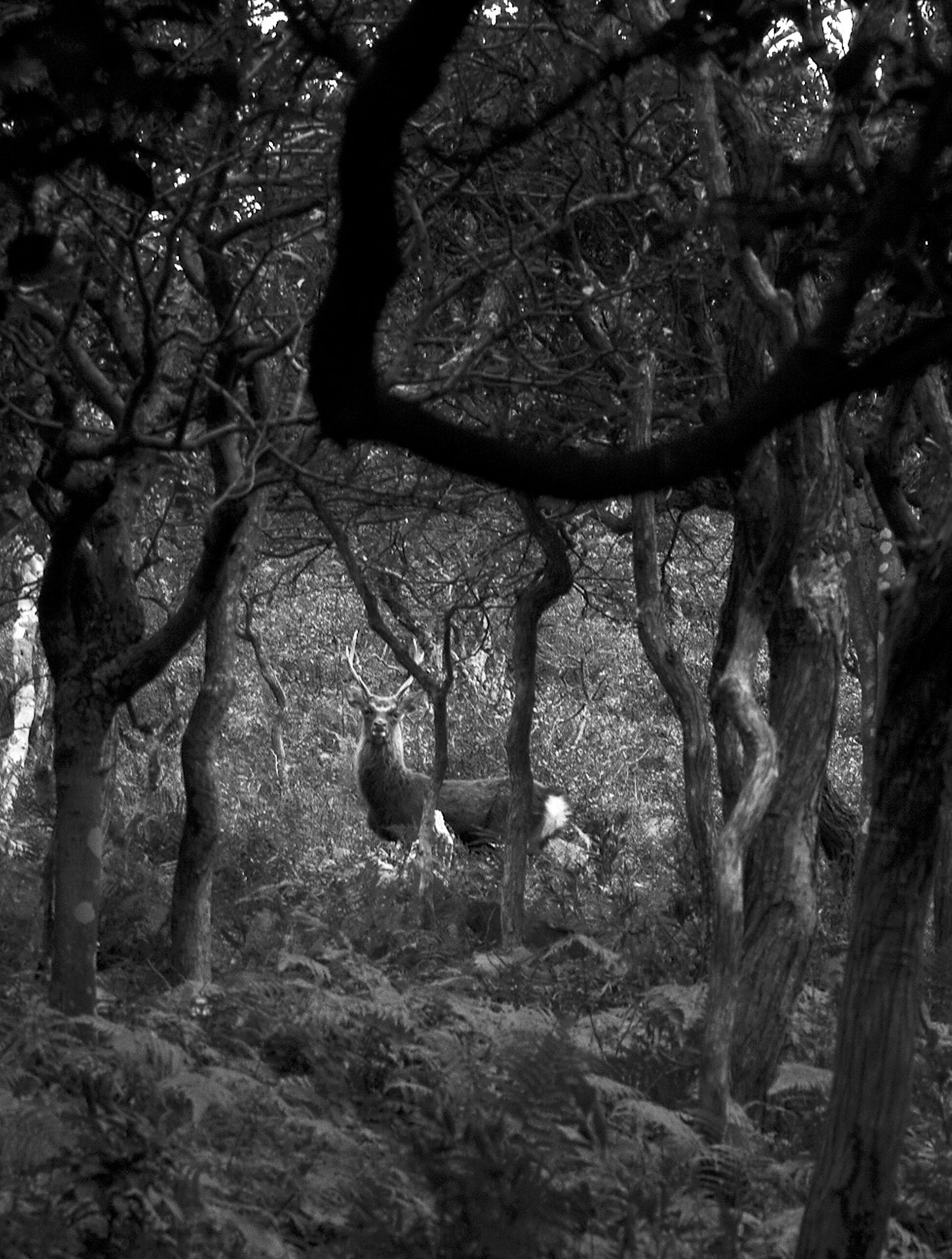 A watchful stag. 