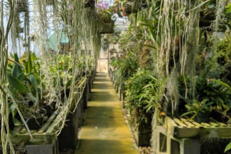 Orchid Trail Greenhouses