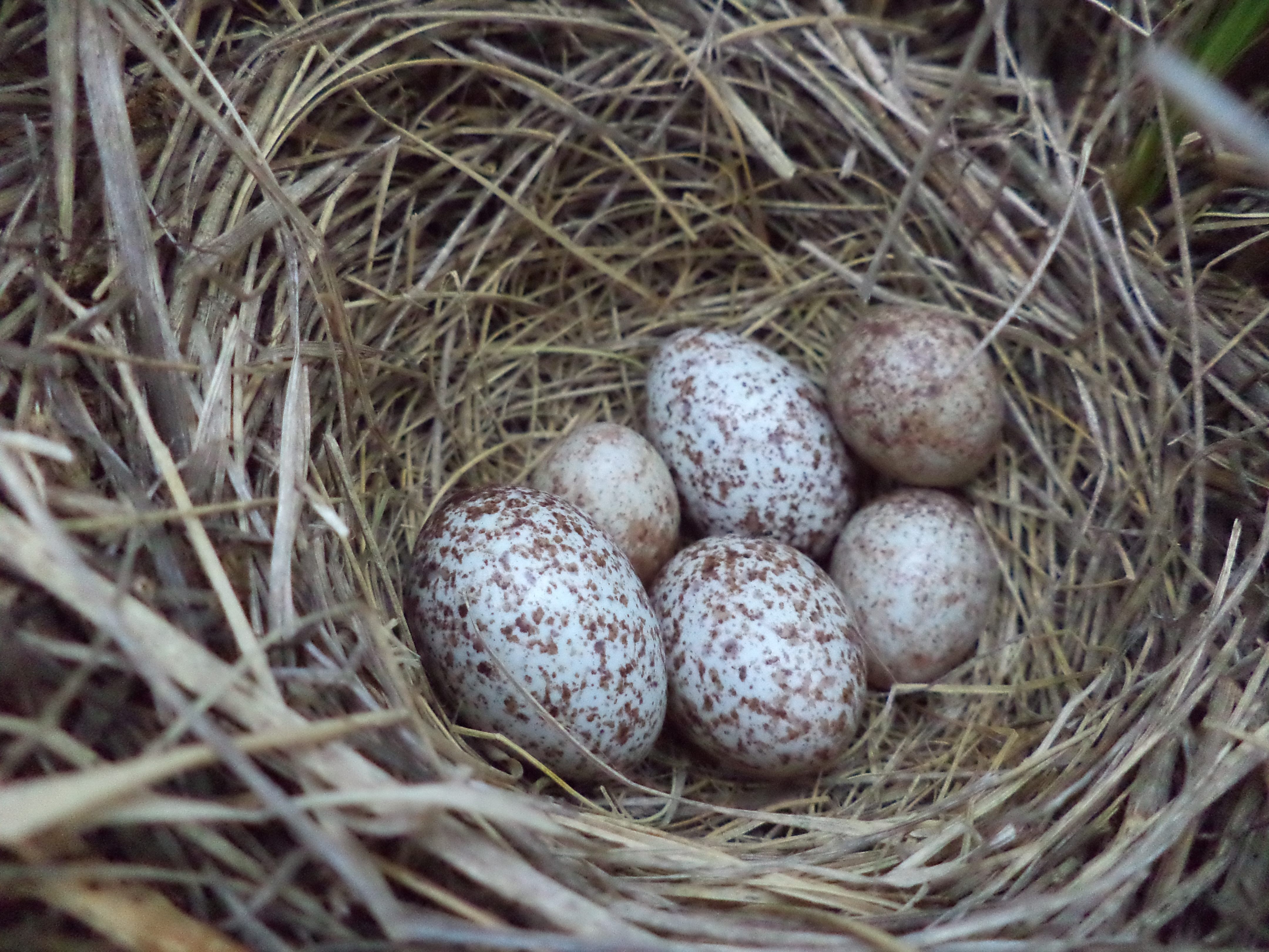 Larger cowbird eggs are easy for humans to spot, but Savannah sparrows don't recognize the eggs as different from their own.