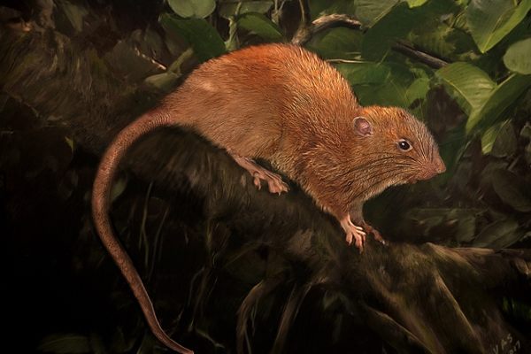 An illustration of the new species, named <em>Uromys vika</em> after its local name.