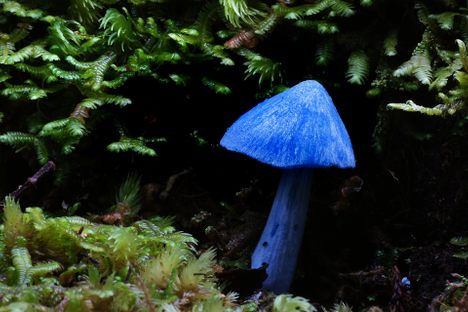 The mushrooms typically appear on their own or in a very small cluster.