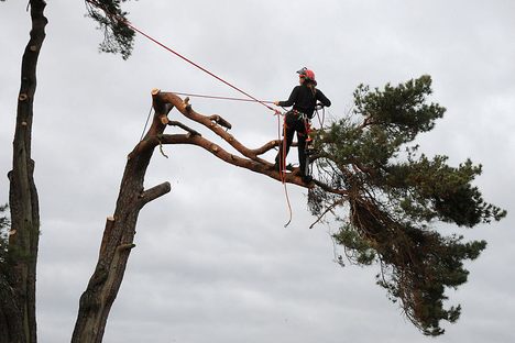 Get Out of the Office and Into the Trees as an Urban Arborist 