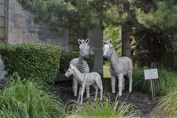 The zebra family