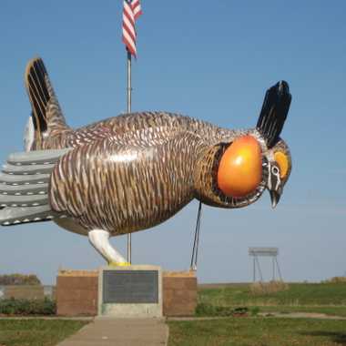World's largest prairie chicken.
