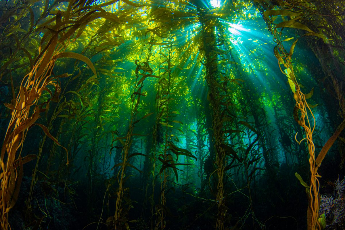A giant kelp forest along the California coast.