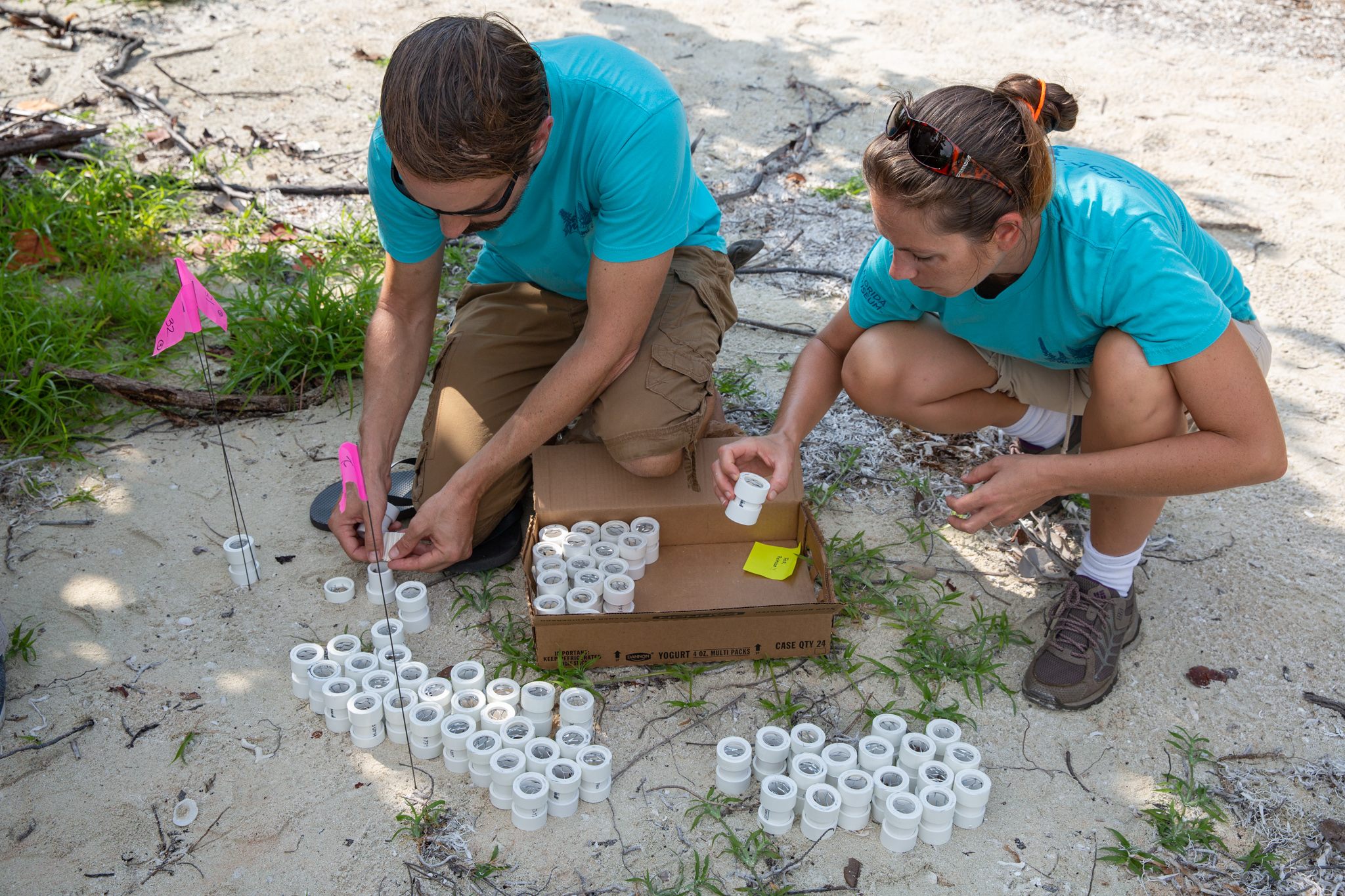 Volunteers at Long Key State Park, Florida Keys, where most of this year’s release efforts are centered.