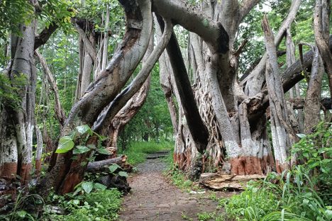 Banyan Tree Arch