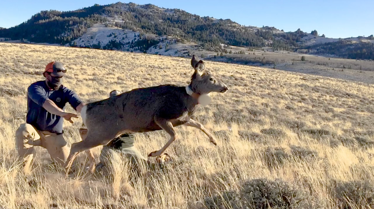 A still from a December 2021 Facebook Live video when biologists released Jo the mule deer in Wyoming's Prospect Mountains after a quick biological check-in.