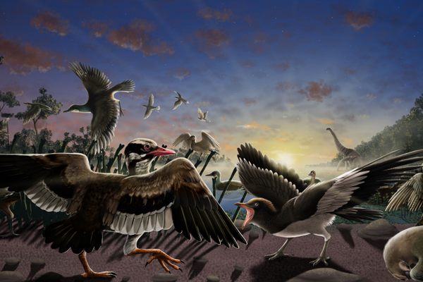 Today, the Changma Basin in China is a dry, rocky expanse but 120 million years ago it was a thriving lake teeming with Mesozoic birds.