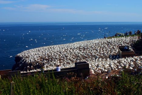 Gannet colony.