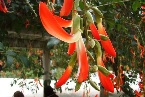 "Crista de galo"  or the "Dwarf red jade vine" 
