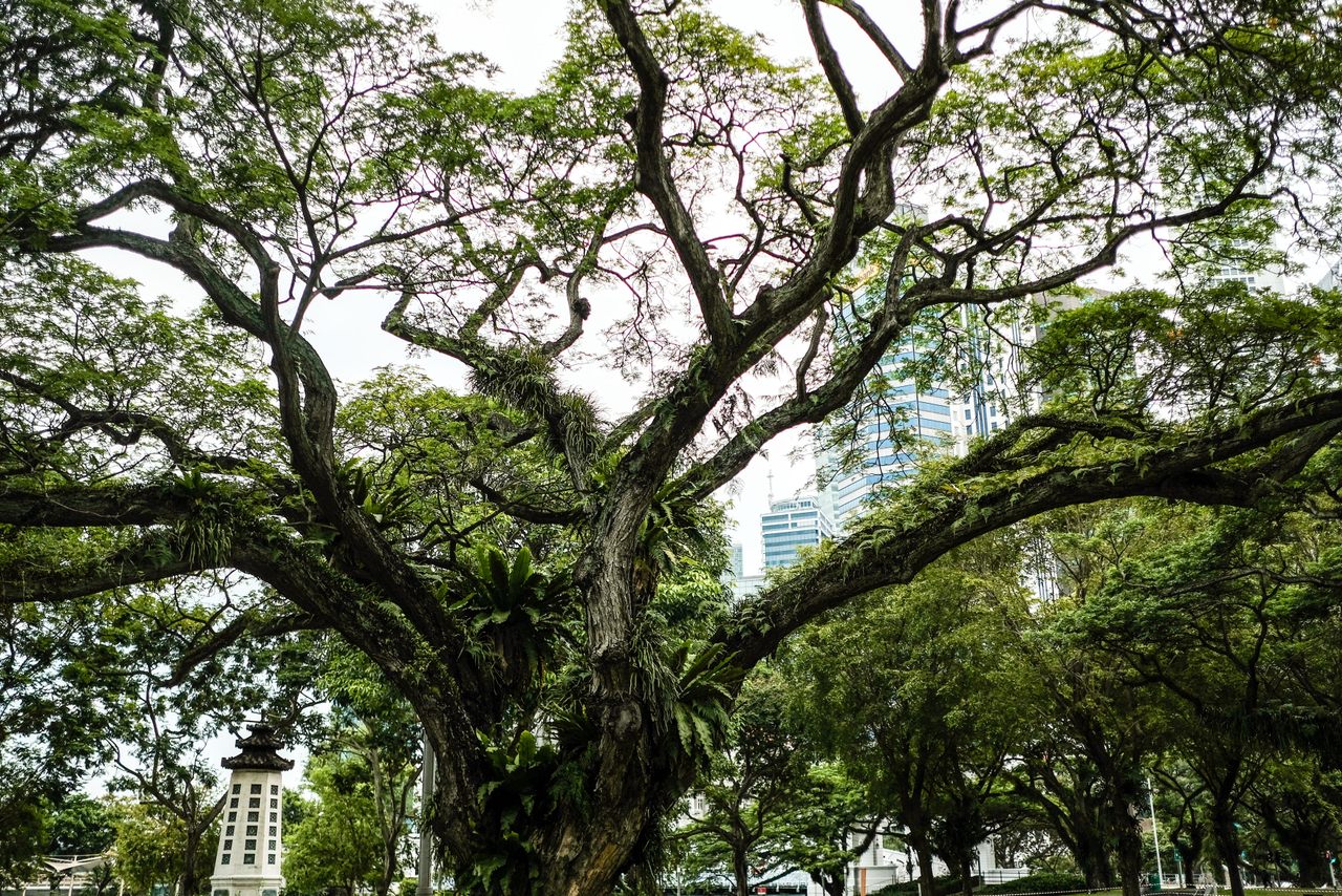 Singapore's millions of trees mingle with modern skyscrapers.
