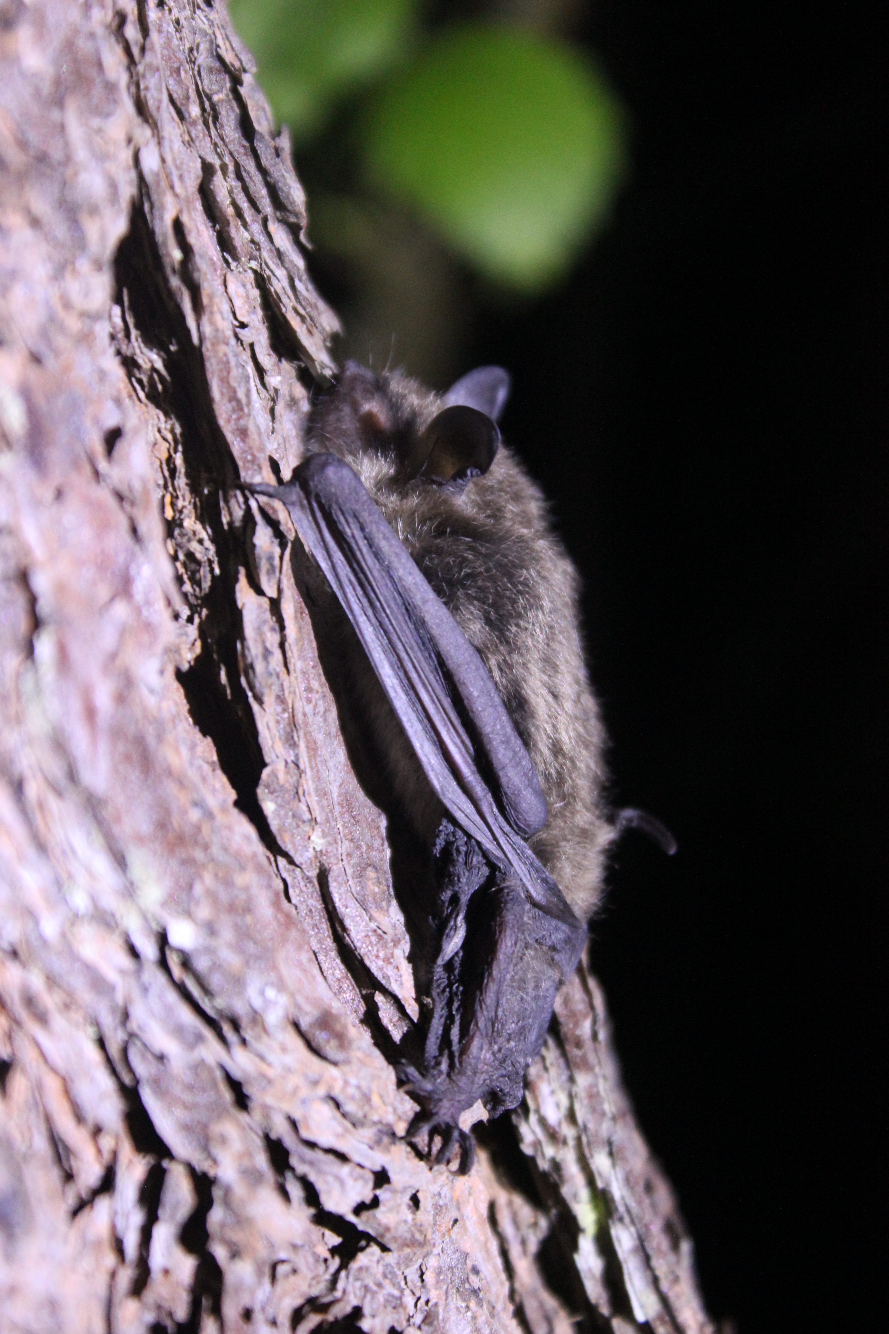 "Mr. Tiny," one of the juvenile males who helped researchers discover that the bats were staying year-round.