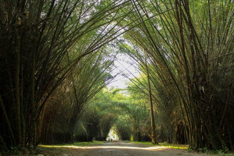 The bamboo tunnel.