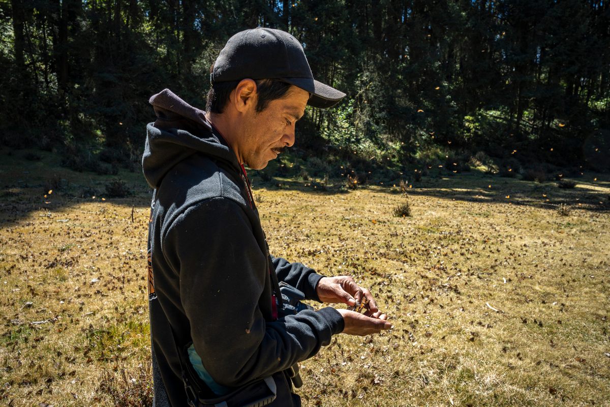 How This Tiny Mexican Town Has Saved Their Monarch Butterflies—For