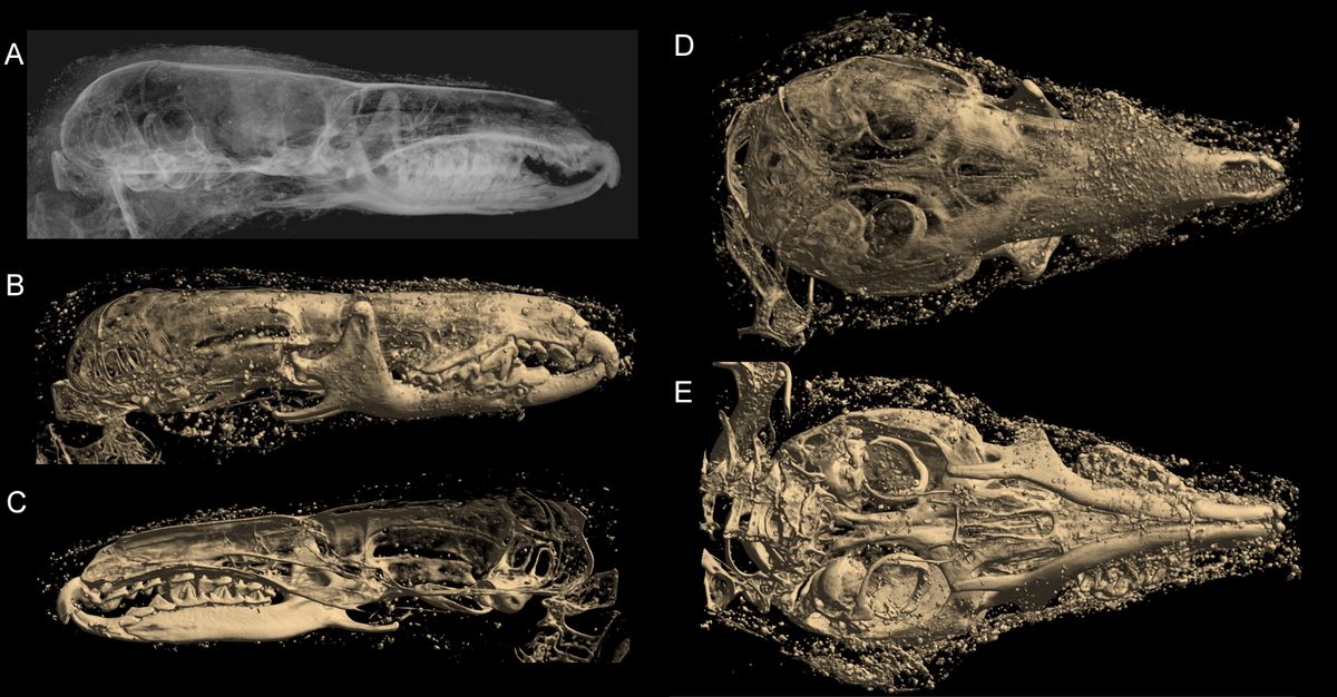 More shrew mummy skulls.