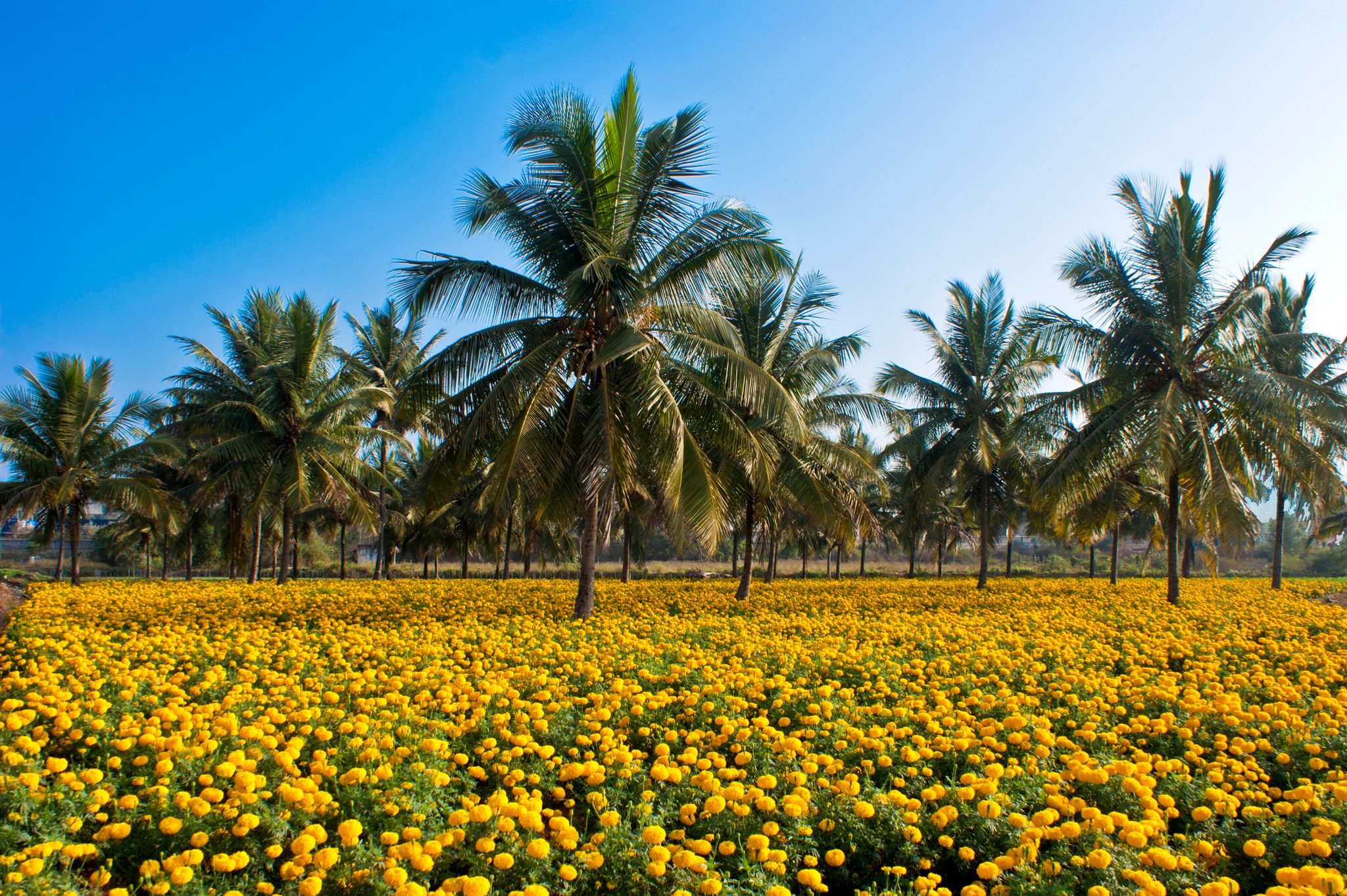 Intercropping of marigolds and coconuts in Kerala, India.
