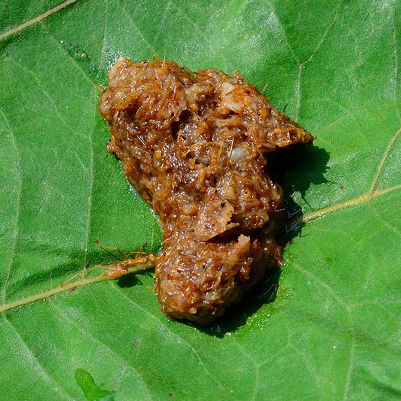 Red ant chutney is often served on leaves.