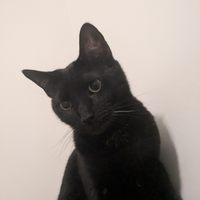 Profile image for ElusivePenguin