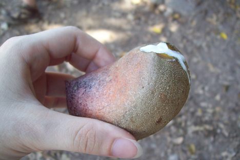 This sticky residue is used by Belizeans as an adhesive, and is often compared to glue.