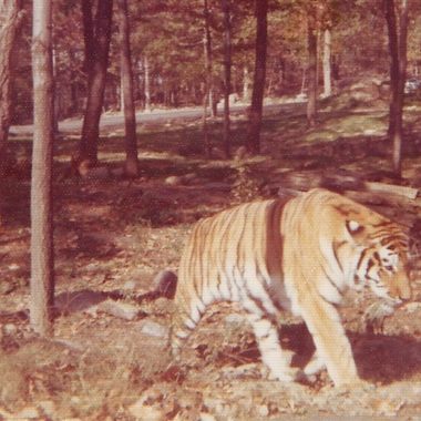A tiger in Jungle Habitat.