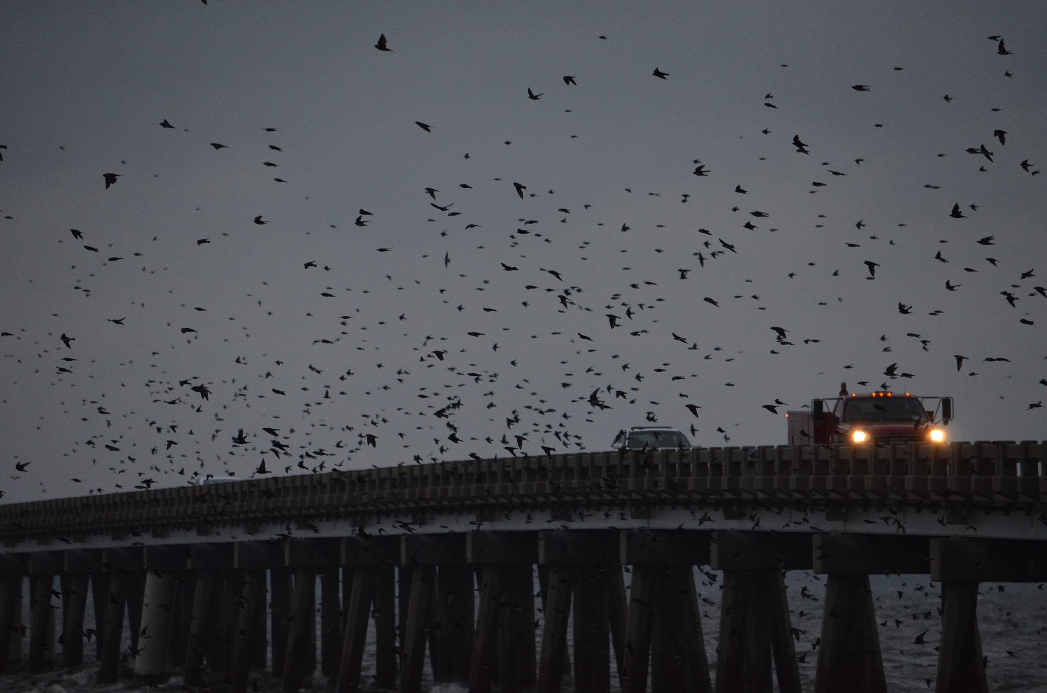 Purple martins and trucks using the William B. Umstead Bridge.
