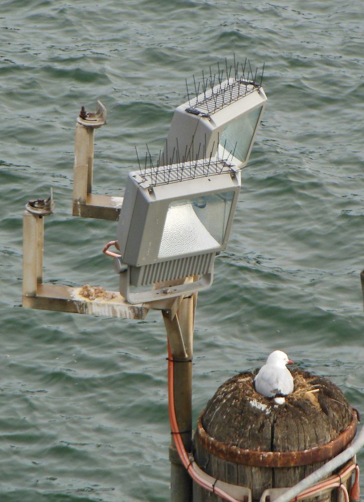 An Australian gull gets around some spikes.