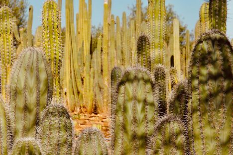 They wholesale 500 varieties of cacti and succulent plants.