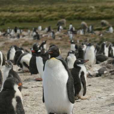 One of many penguin colonies on Bertha's Beach.