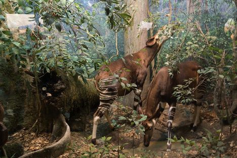 The okapi diorama.