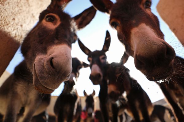 Jarjeer Mule And Donkey Refuge