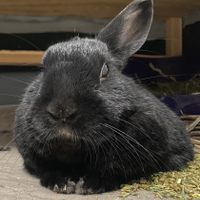 Profile image for tootsieflyMadison
