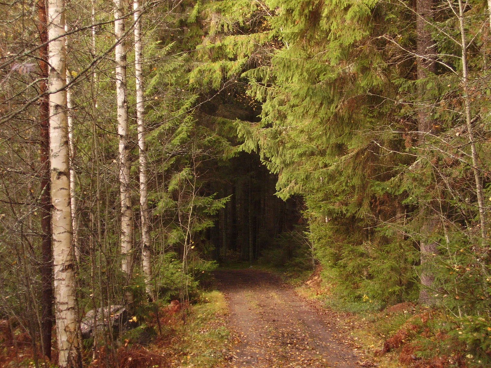 Around the Block Old Growth Taiga