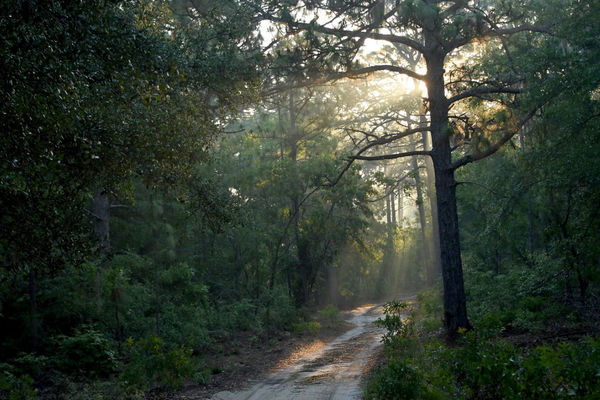 The view along one of Sandy Island Preserve’s hiking trails.