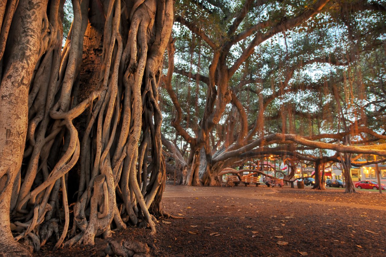 An exceptional Indian banyan growing in Lahaina Courthouse Square in Maui.