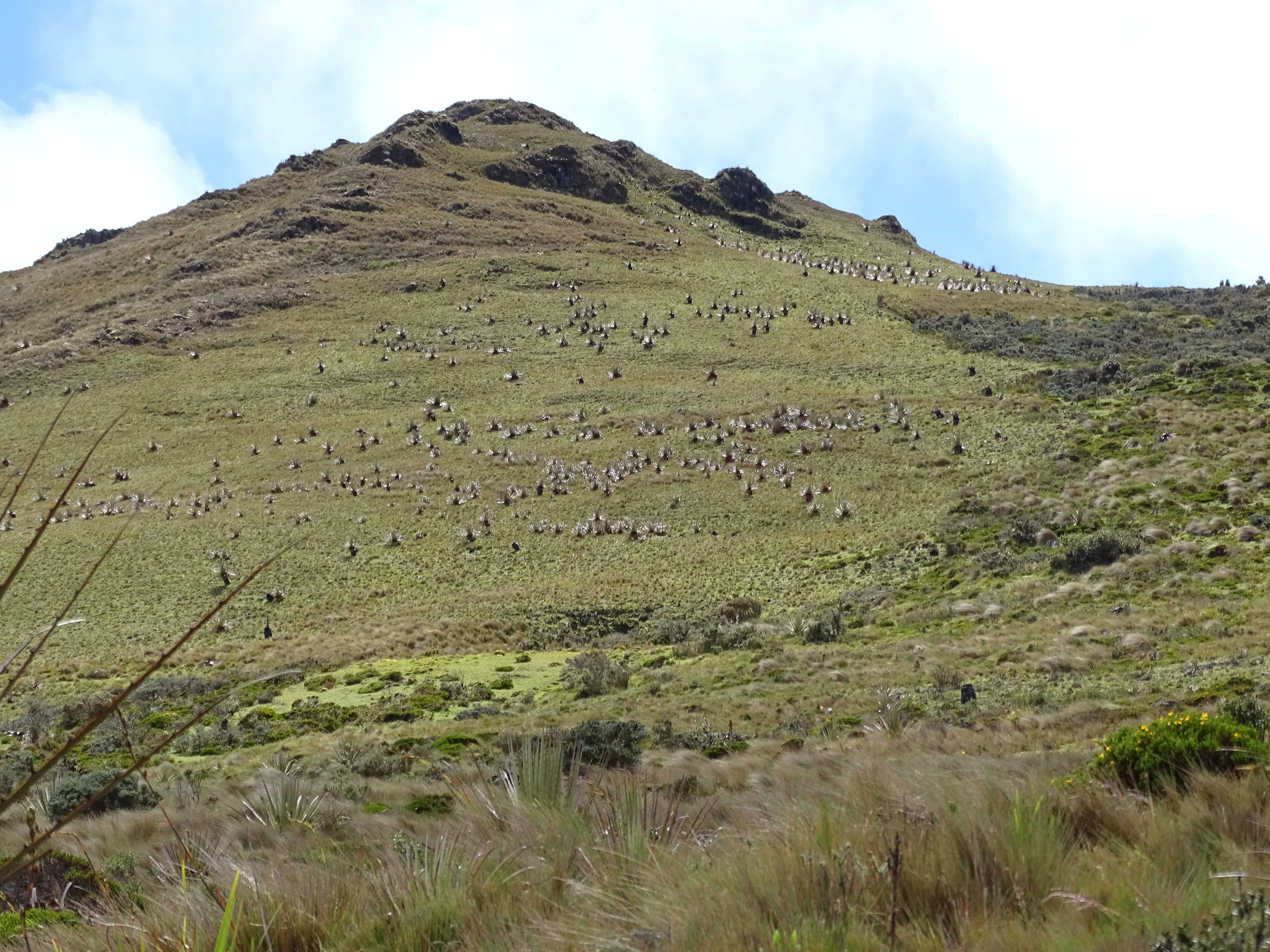 The paramo landscape of Ecuador is often foggy, and studded with stout, shrubby vegetation.