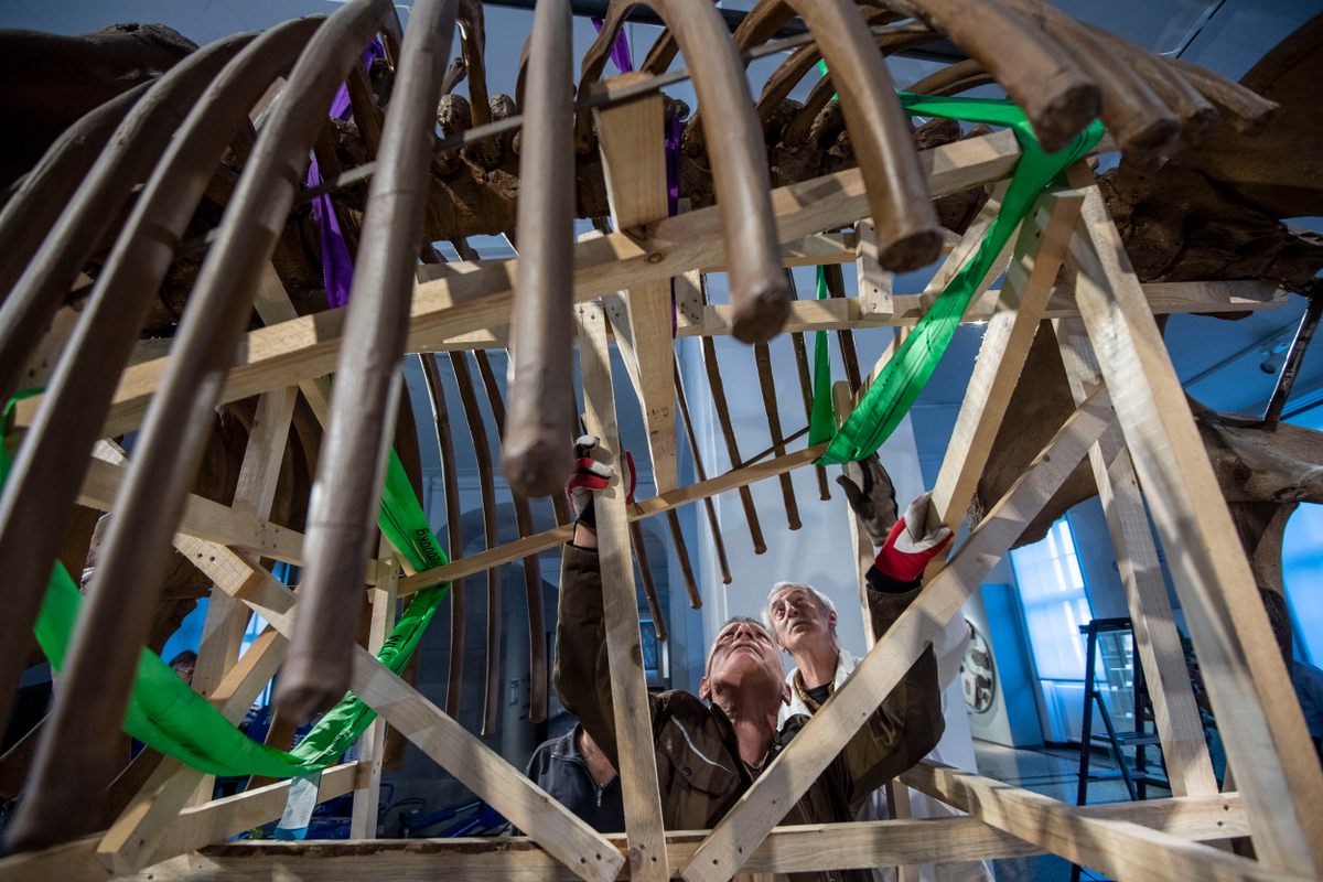 Eventually, the skeleton will be packed into several different crates.