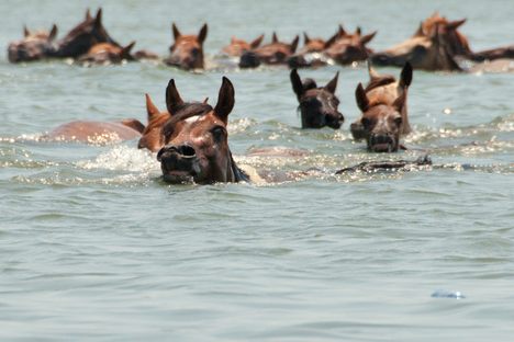 Chincoteague ponies making their annual swim across the Assateague Channel