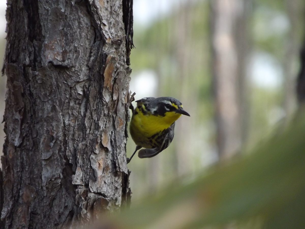 The researchers were also searching for the Bahama warbler. Although they can no longer be found on Grand Bahama, a population remains on neighboring Abaco Island.