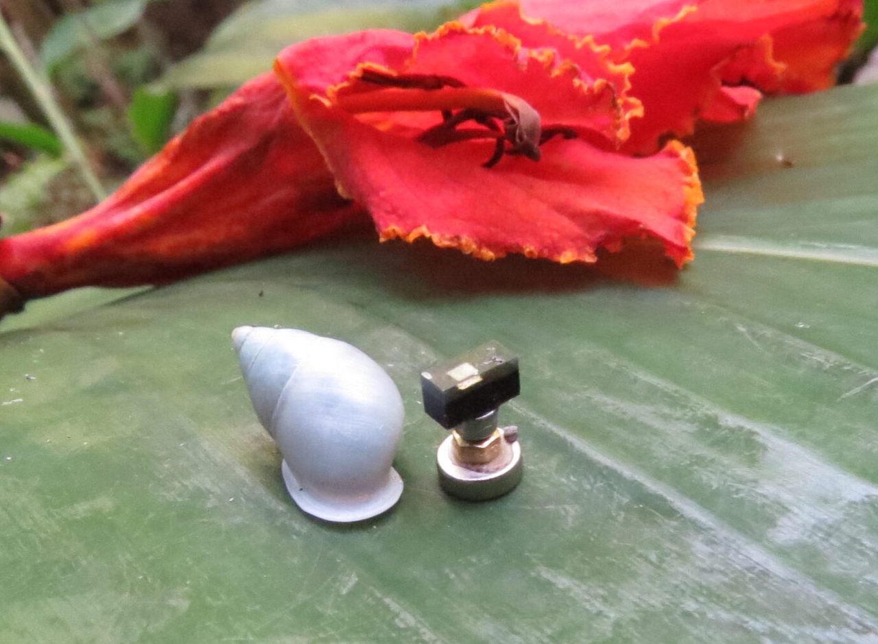 The gleaming white Tahitian tree snail <em>Partula hyalina</em> rests on a leaf beside one of the world's smallest computers.