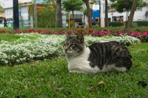 Photo of Lima