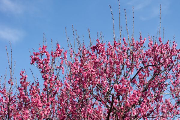 Hanegi Park plum blossoms