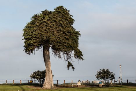 The whimsical cypress in better days.