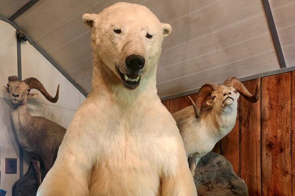 Taxidermied Polar bear from Hudson Bay area - a former “problem bear”
