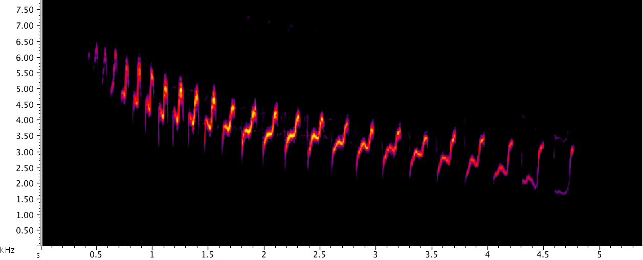 The song of the southwestern Canyon Wren, through a spectrograph. (Image: Cornell Lab of Ornithology)