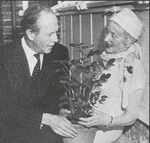 Former Atomic Gardening Society President Muriel Howorth shows Beverly Nichols a two-foot-high peanut plant grown from an irradiated nut.