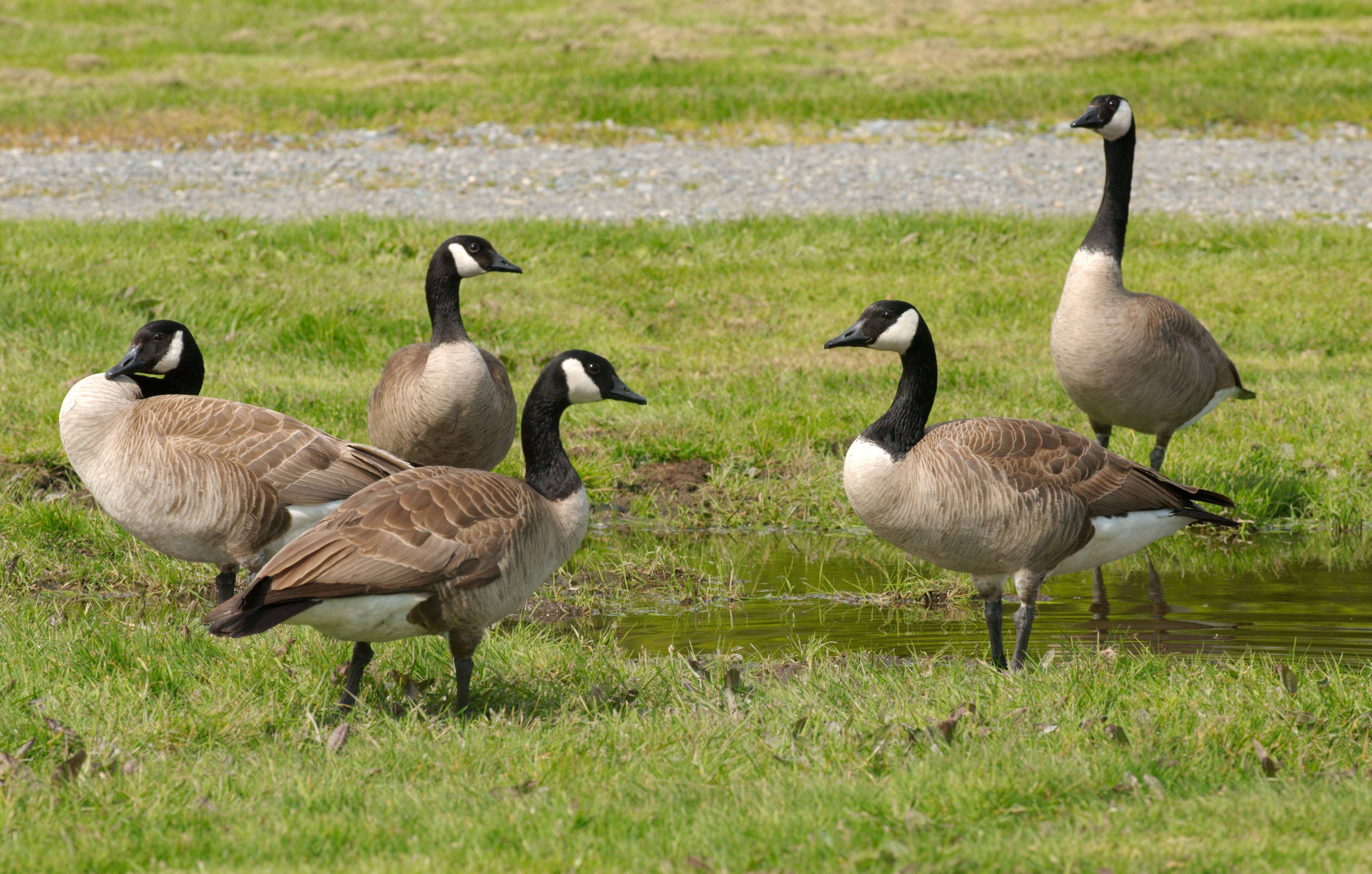 Canada geese in happier times.